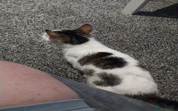 Mixed Breed cats for sale: Tabby mixed female cat - Advert 4