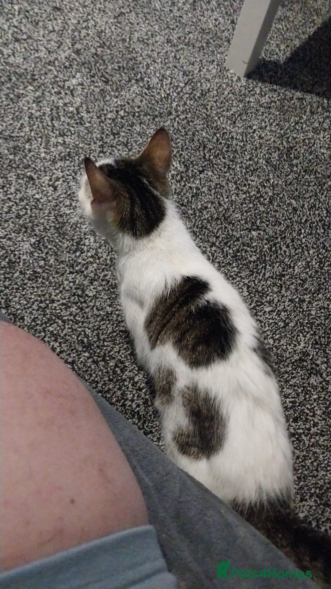 Mixed Breed cats for sale: Tabby mixed female cat - Advert 4