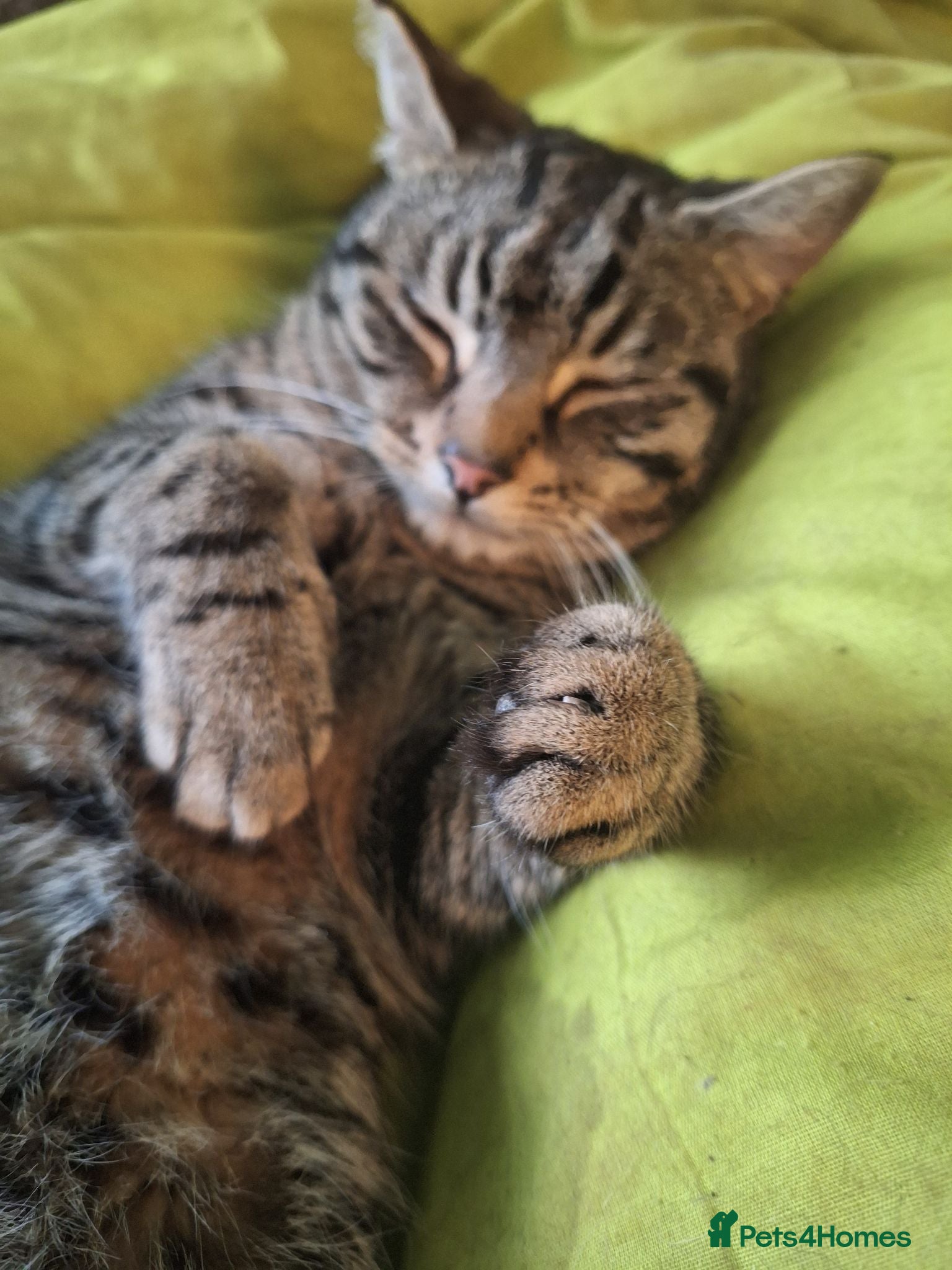 Domestic Shorthair cats Playful spotted tabby neutered, chipped vaccinated - Advert 13