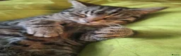 Domestic Shorthair cats for sale: Playful spotted tabby neutered, chipped vaccinated - Advert 1