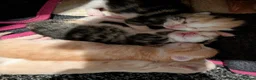 Mixed Breed cats for sale: Kittens  - Advert 5