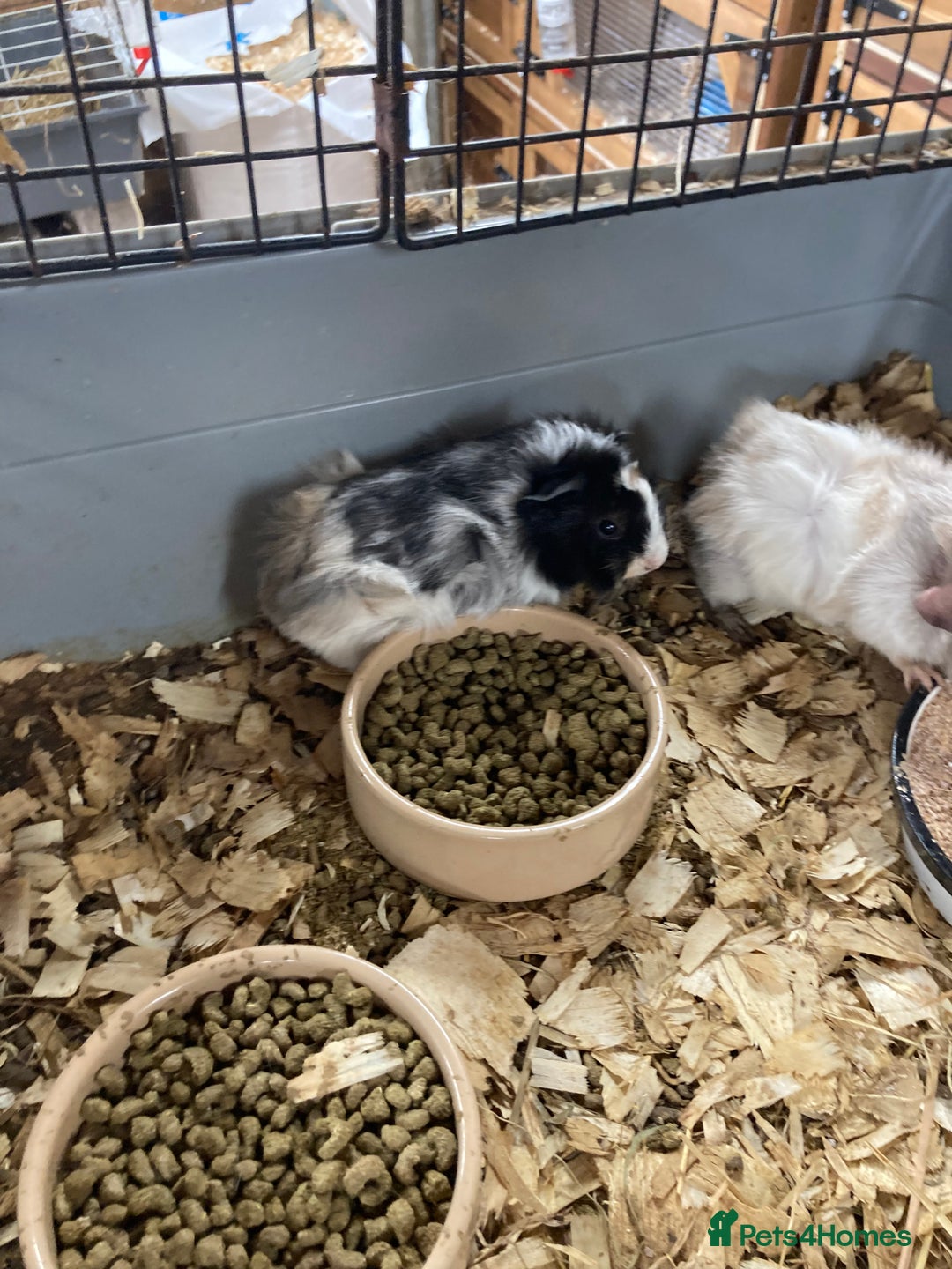 Guinea Pig rodents for sale: Lots of lovely baby guinea pigs - Image 8