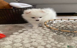 Pomeranian dogs for sale: Lovely Pomeranian - Image 8