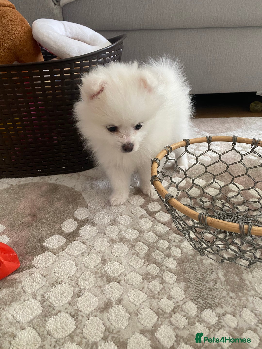 Pomeranian dogs for sale: Lovely Pomeranian - Image 8