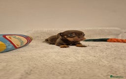 Miniature Dachshund dogs for sale: ❤️ 🐕 Miniature Dachshunds  - Image 18