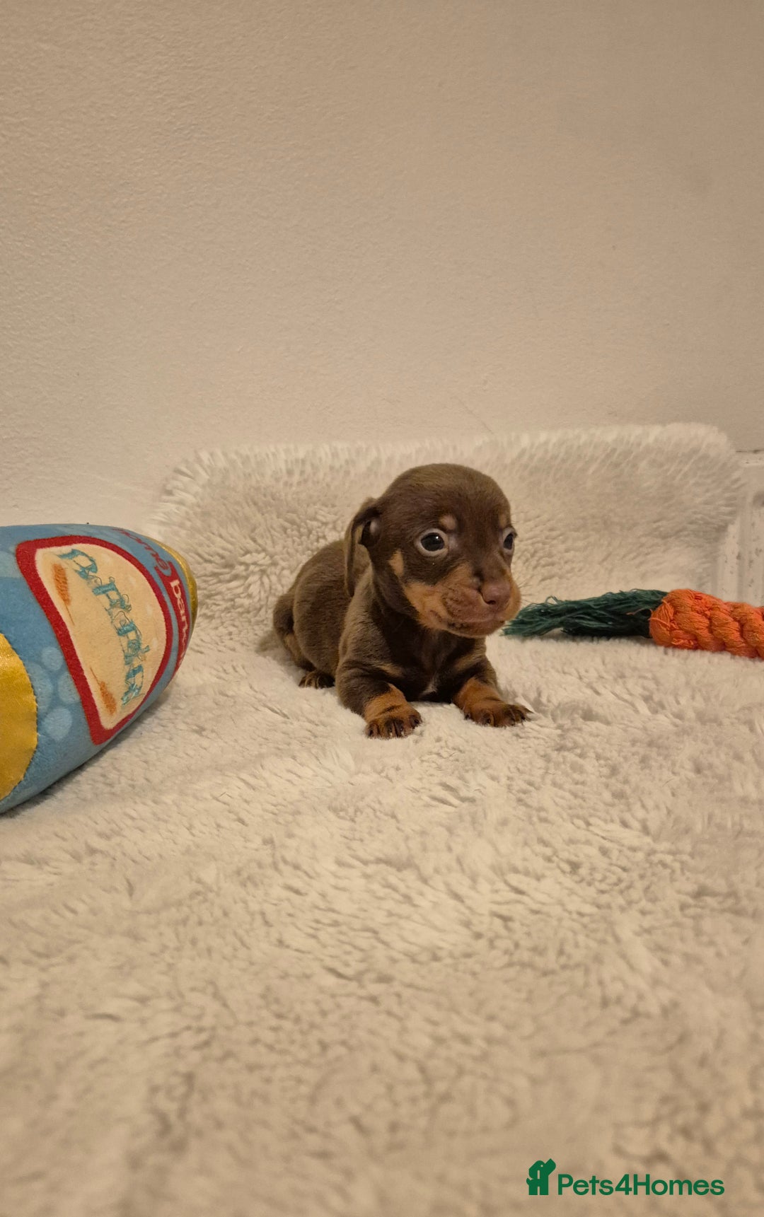 Miniature Dachshund dogs for sale: ❤️ 🐕 Miniature Dachshunds  - Image 18