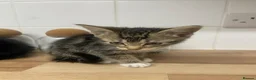 Domestic Shorthair cats for adoption: Boy 10-11 weeks old still tiny  in Birmingham - Advert 3