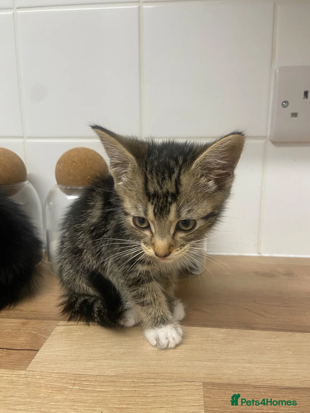 Domestic Shorthair cats for adoption: Boy 10-11 weeks old still tiny  in Birmingham - Advert 3