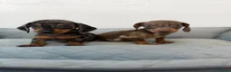 Dachshund dogs for sale: Miniature Dachshund  - Advert 3