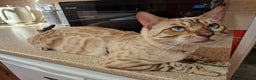 Bengal cats for stud: Proven Snow Bengal for studd in Southampton - Advert 2