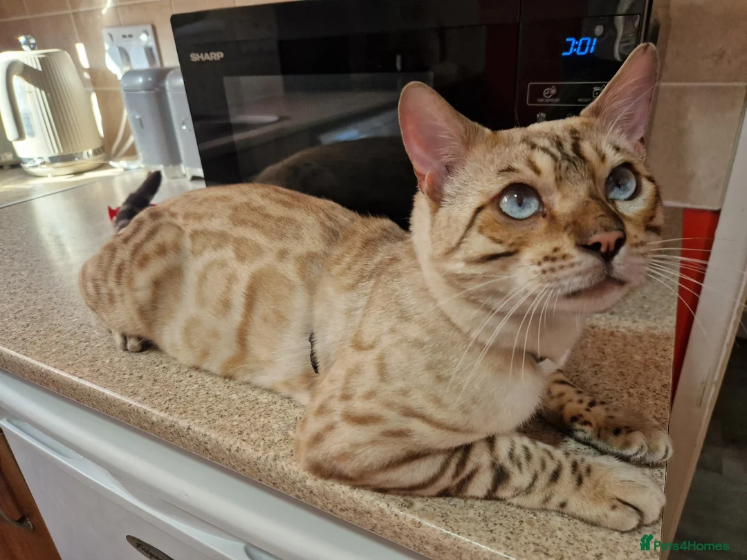 Bengal cats for stud: Proven Snow Bengal for studd in Southampton - Advert 2