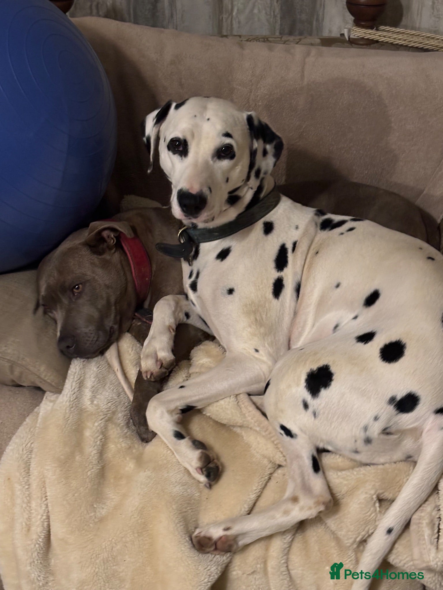 Mixed Breed dogs Merle Dalmatian cross border collie pups - Advert 3