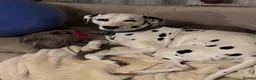 Mixed Breed dogs for sale: Merle Dalmatian cross border collie pups - Advert 1