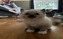 Ragdoll cats for sale: 8 gorgeous ragdoll kitten - Image 8