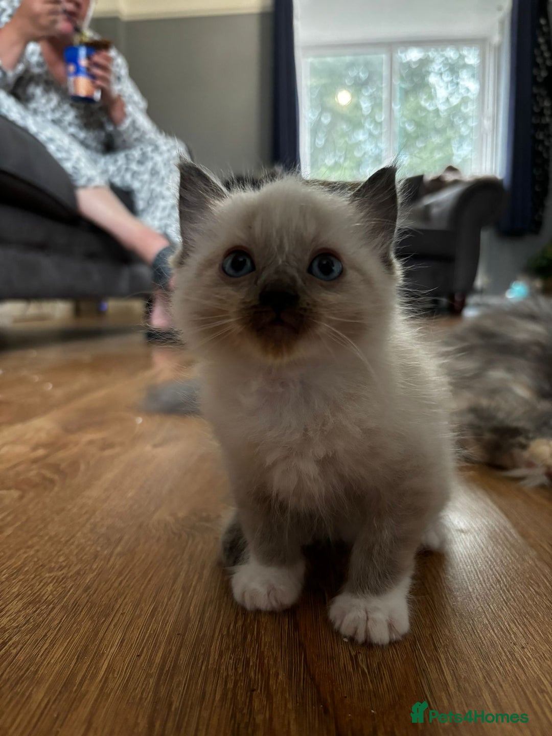 Ragdoll cats for sale: 8 gorgeous ragdoll kitten - Image 8