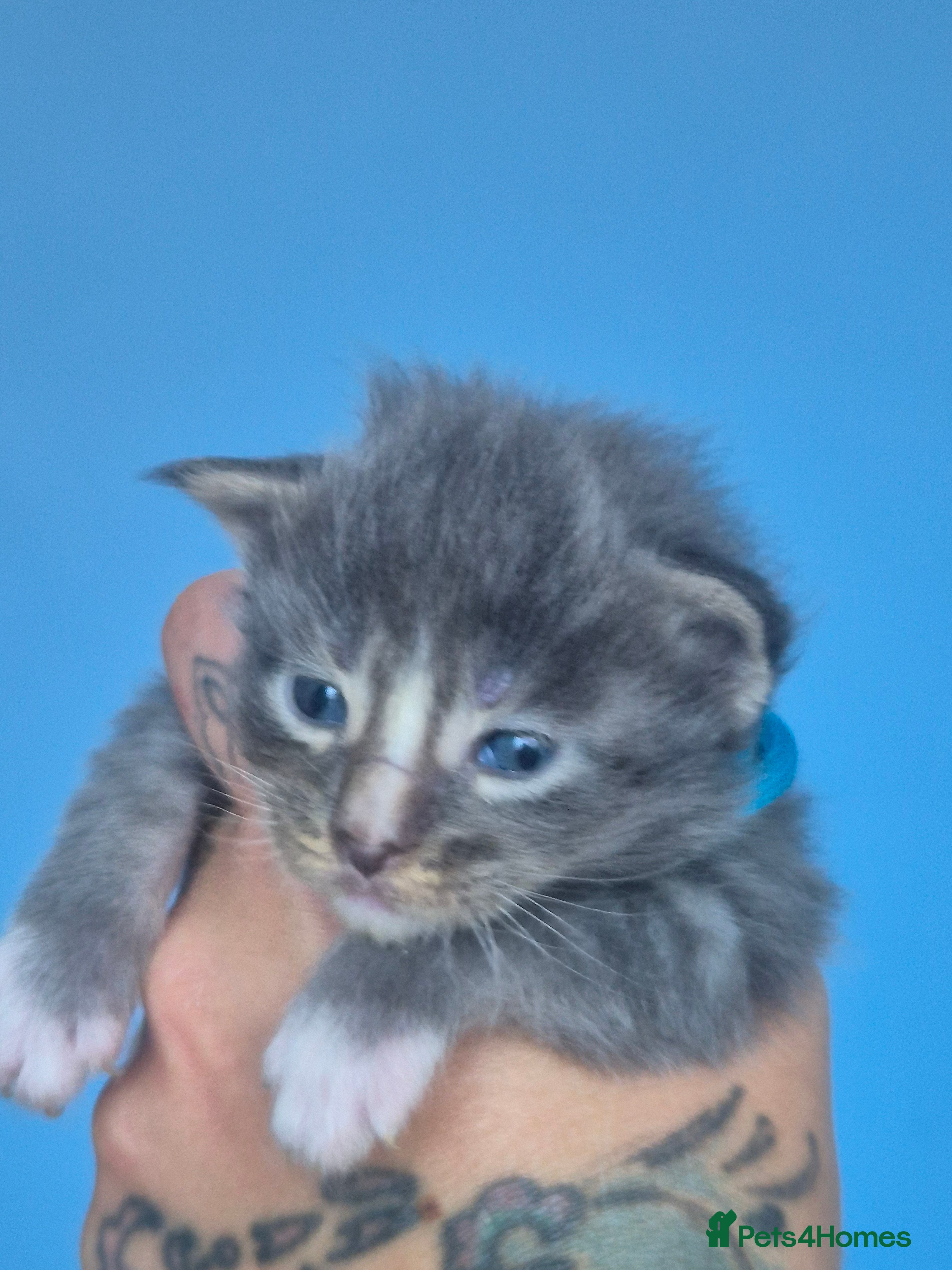 Maine Coon cats Stunning Maine Coons for sale must see 🥰 - Advert 2