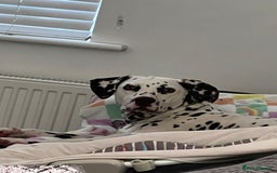 Dalmatian dogs for sale: Liver Dalmatian for sale.  - Image 8