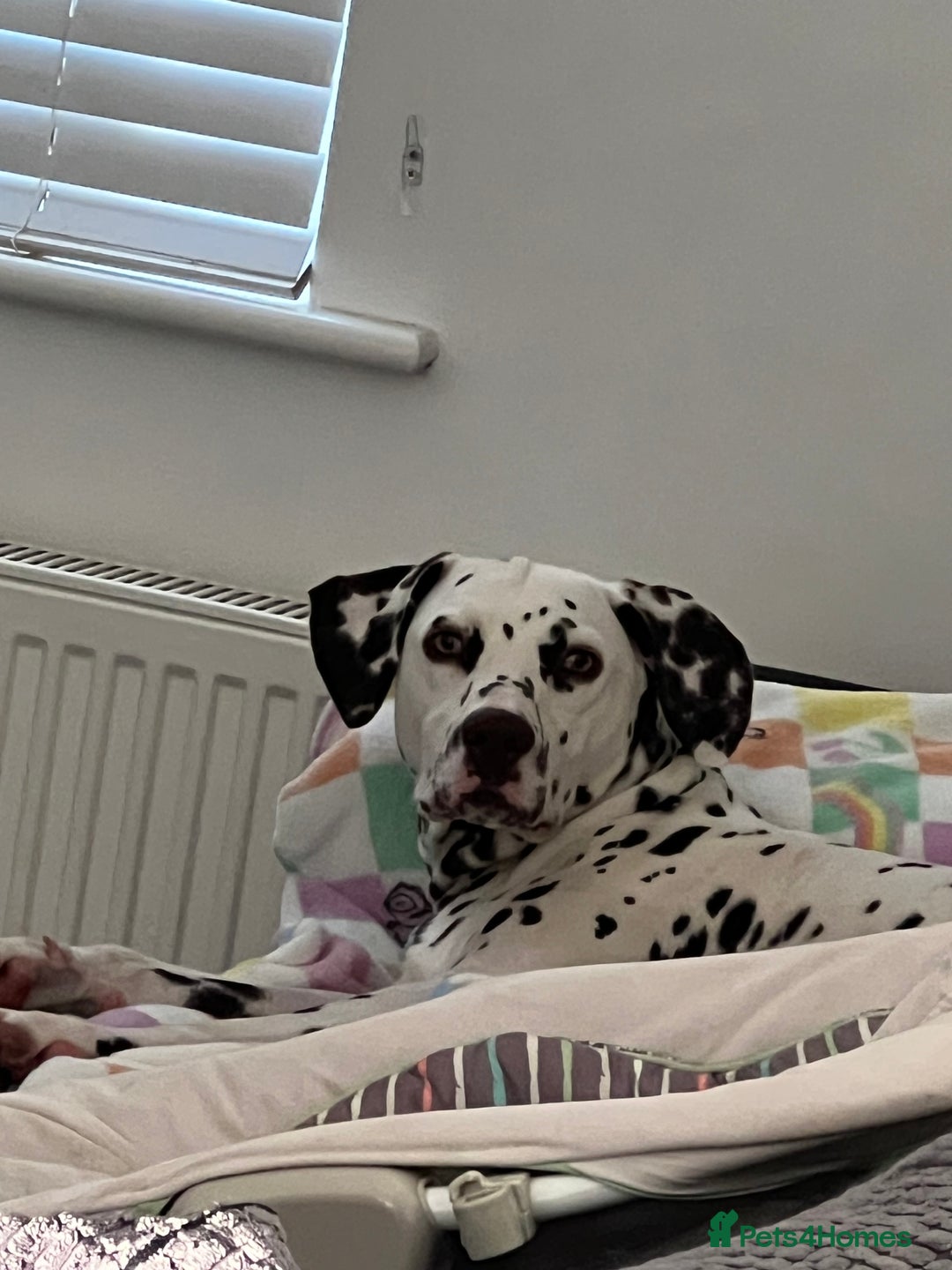 Dalmatian dogs for sale: Liver Dalmatian for sale.  - Image 8