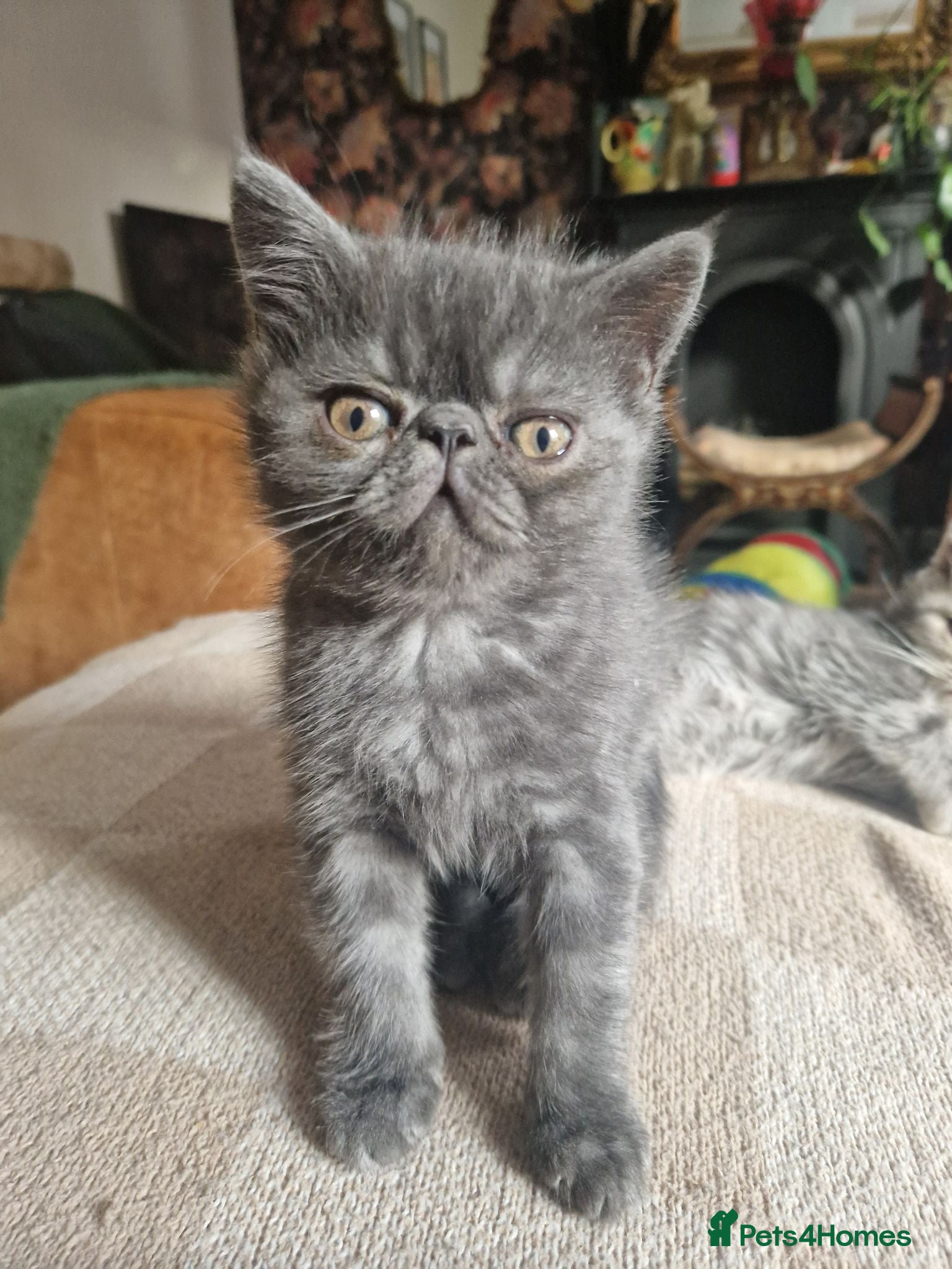 Persian cats Beautiful Persian exotics  - Advert 9