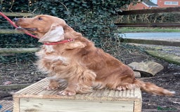 Cocker Spaniel dogs for sale: KC Show Type Cocker Spaniel Pups - Family Home  - Image 8