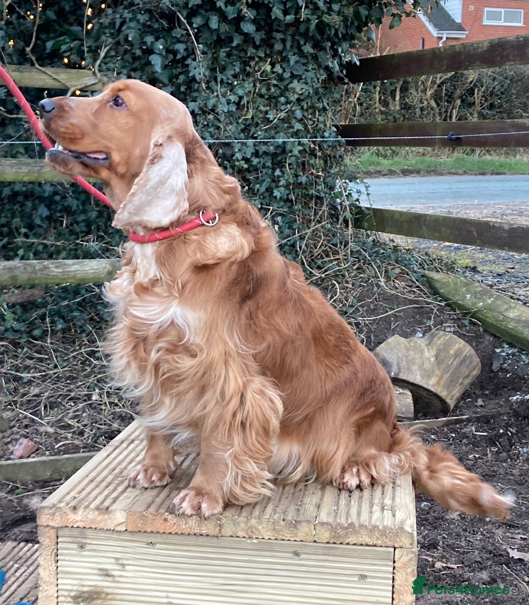 Cocker Spaniel dogs for sale: KC Show Type Cocker Spaniel Pups - Family Home  - Image 8
