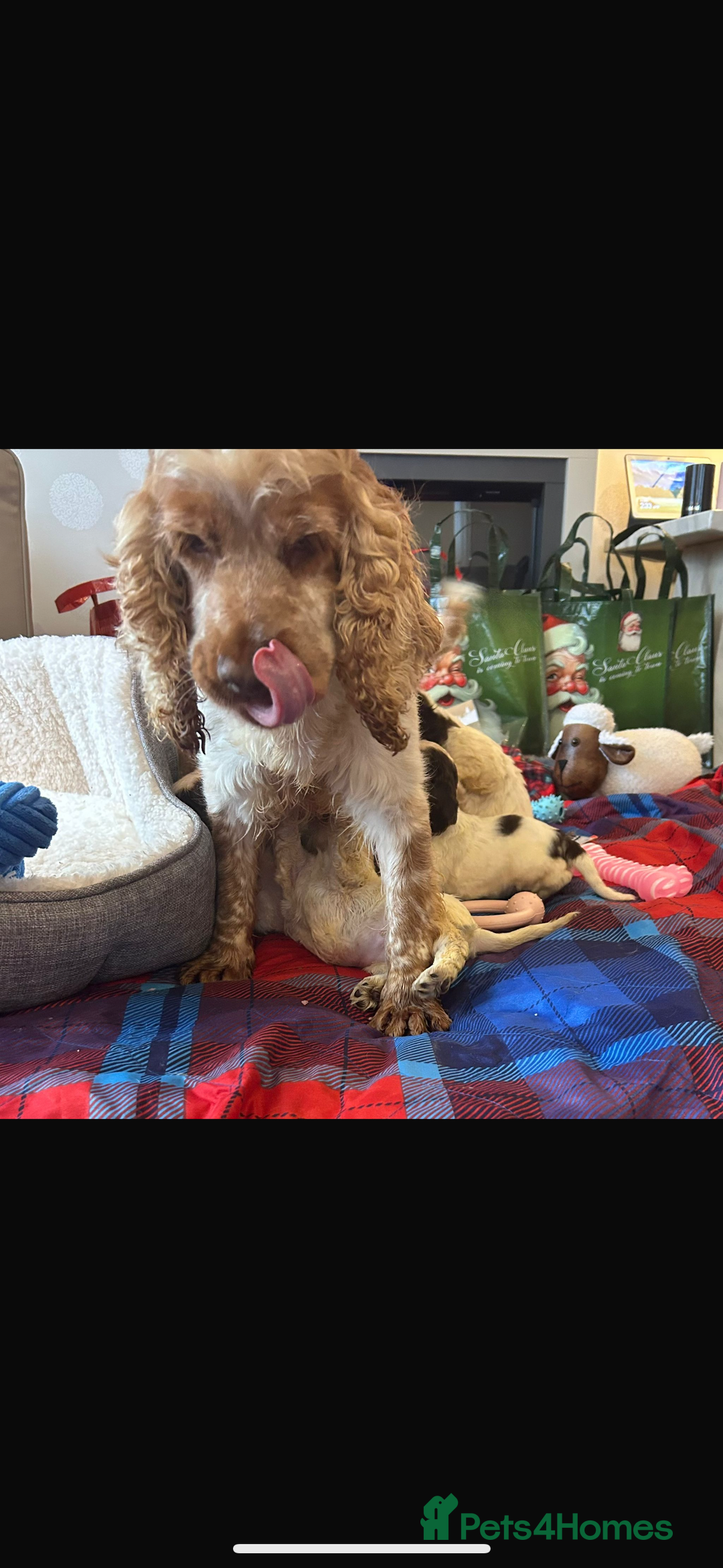 Cocker Spaniel dogs for sale: Show type Chocolate Roan Sable Girl - Advert 4