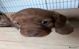 Cocker Spaniel dogs for sale: Golden cocker spaniel - Image 12
