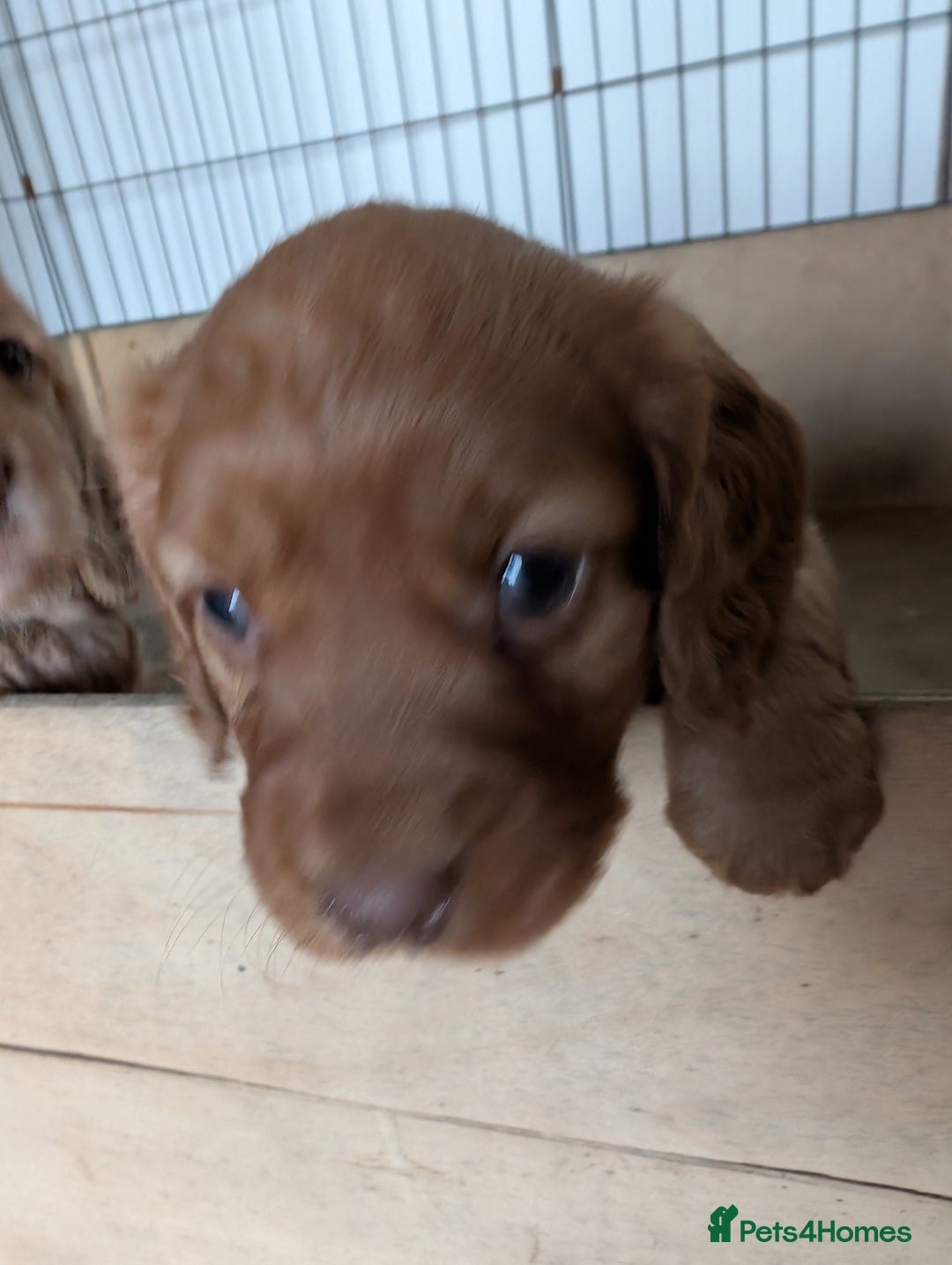 Cocker Spaniel dogs for sale: Golden cocker spaniel - Image 12