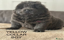 Chow Chow dogs for stud: Stud chow blue/chocolate  - Image 3