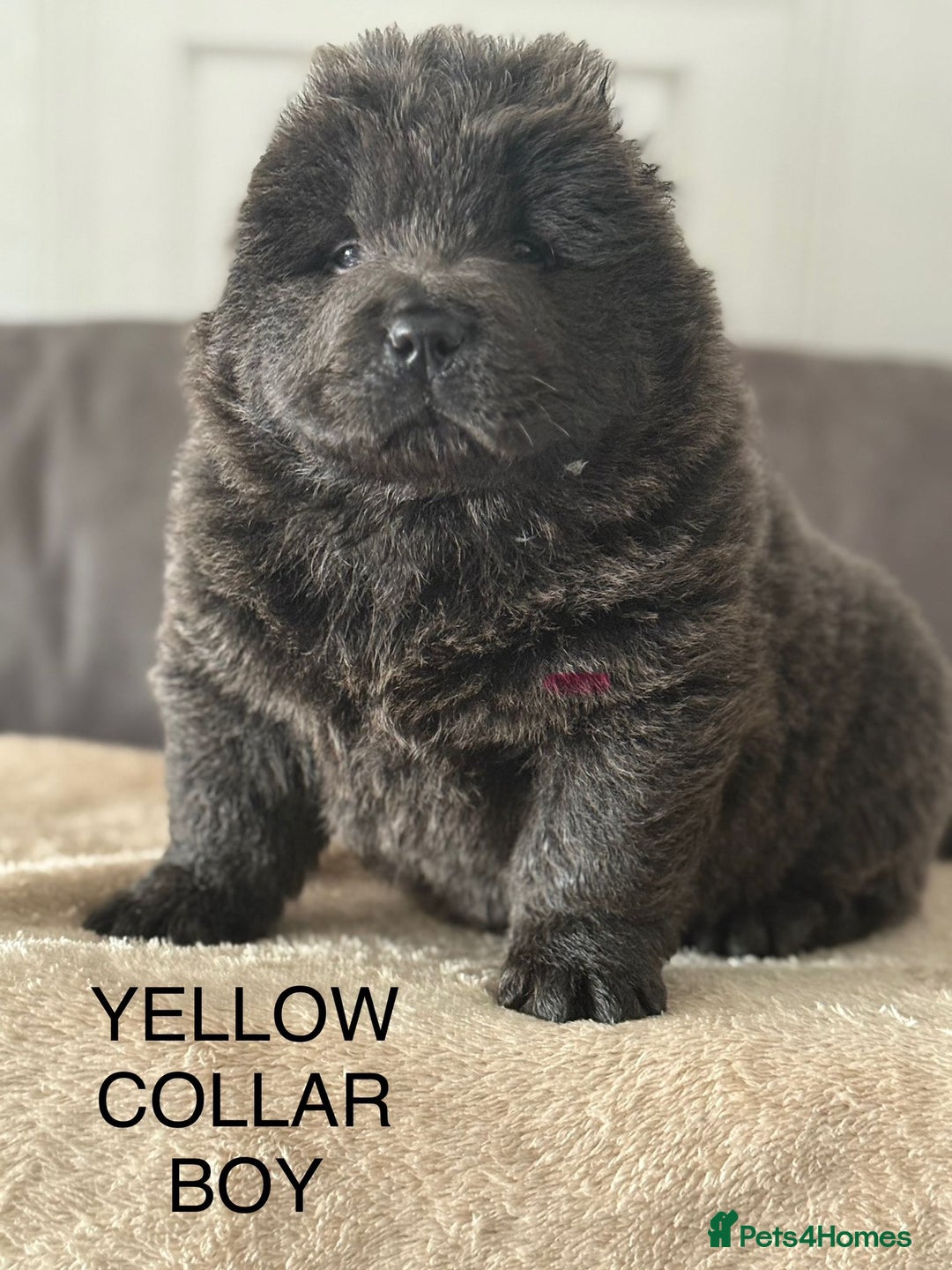 Chow Chow dogs for stud: Stud chow blue/chocolate  - Image 3