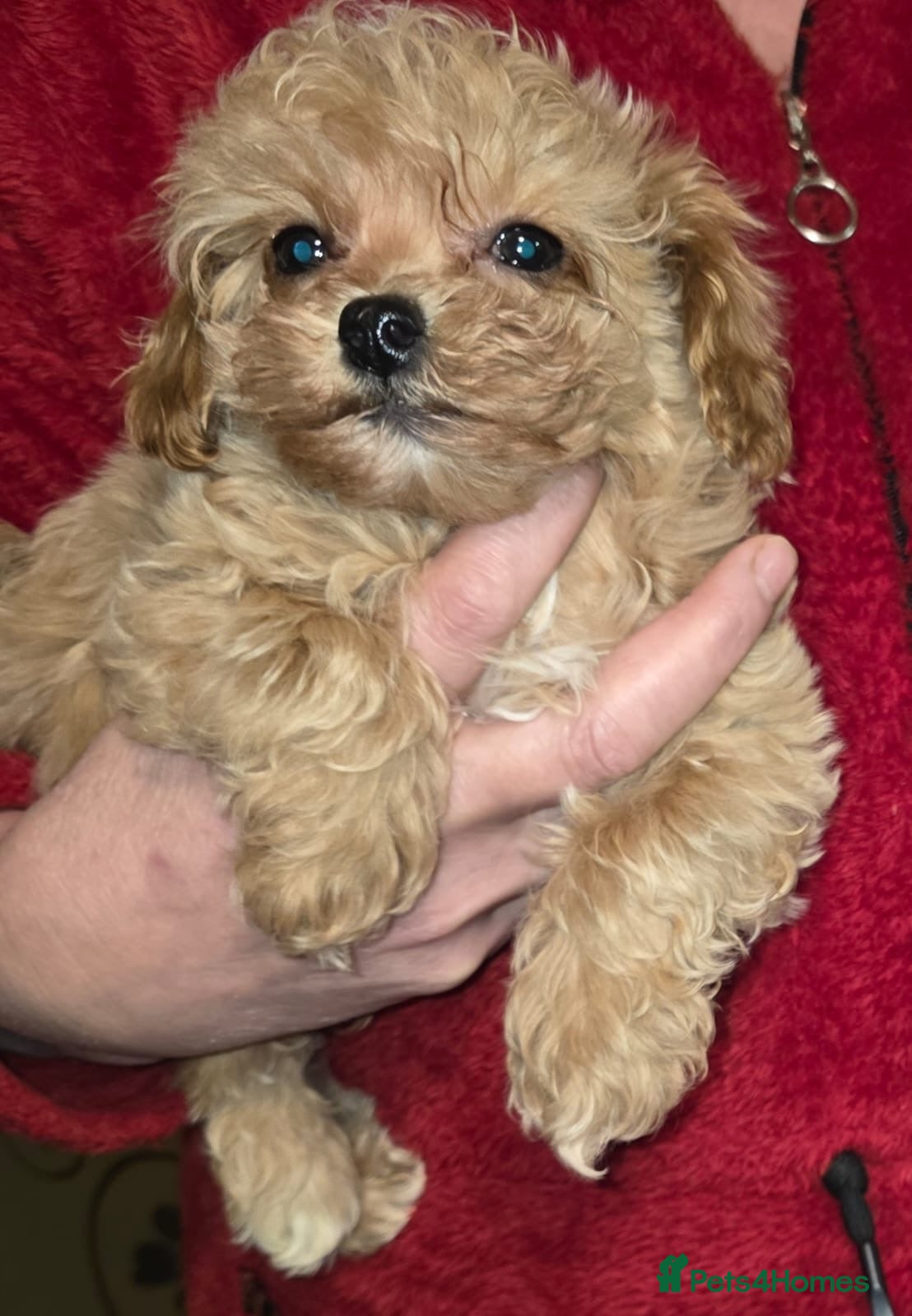 Maltipoo dogs Maltipoo Puppies – Two Beautiful Boys Available - Advert 10