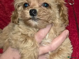 Maltipoo dogs Maltipoo Puppies – Two Beautiful Boys Available - Advert 10