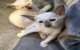 Siamese cats for sale: Siamese kittens  - Image 10