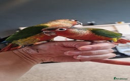 Conures birds for sale: Beautiful fully hand reared conure babys  - Image 7