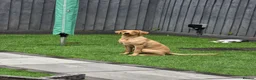 Labrador Retriever dogs for sale: Labrador retriever puppy 6 months old girl in Aylesbury - Advert 4