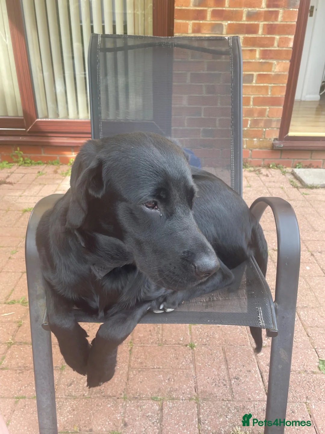 Labrador Retriever dogs for sale: Meet Milo  in Waterlooville - Advert 2