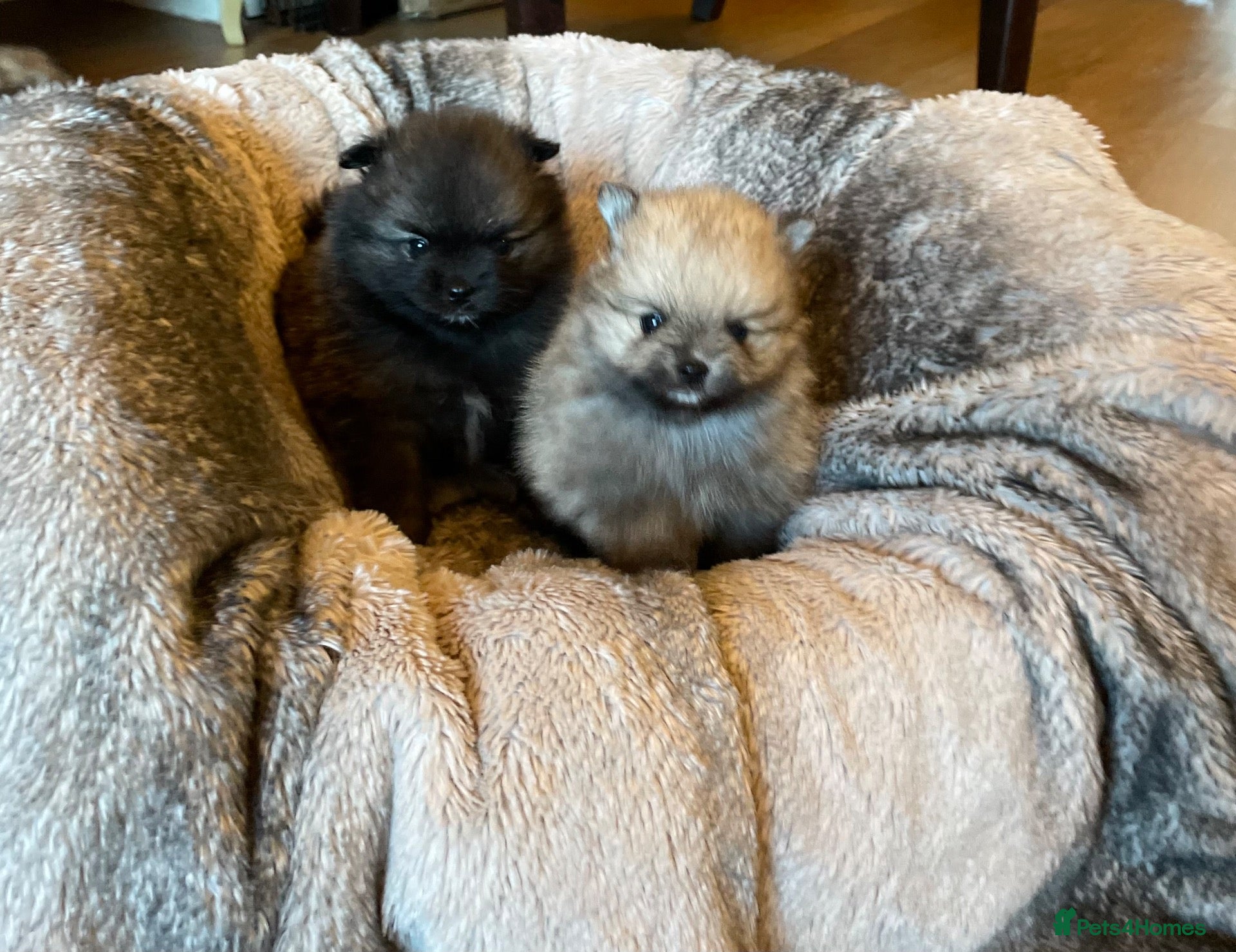 Pomeranian dogs Stunning KC Teddy Bear Pomeranians - Advert 2