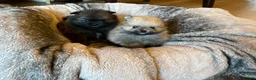 Pomeranian dogs for sale: Stunning KC Teddy Bear Pomeranians - Advert 2