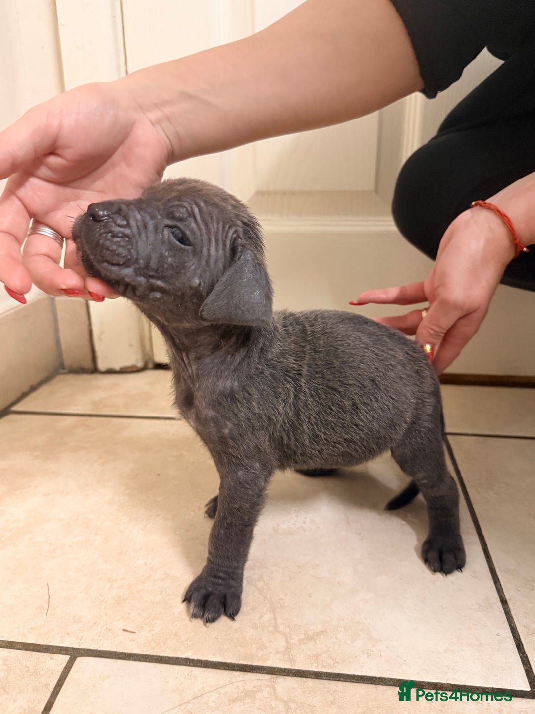 Cane Corso dogs for sale: Beautiful Cane Corso puppies available - Advert 14
