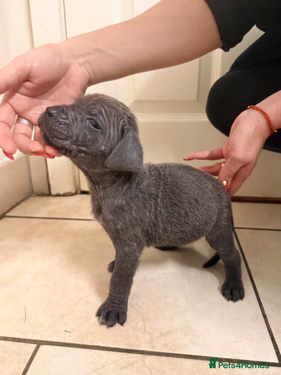 Cane Corso dogs for sale: Beautiful Cane Corso puppies available - Advert 32