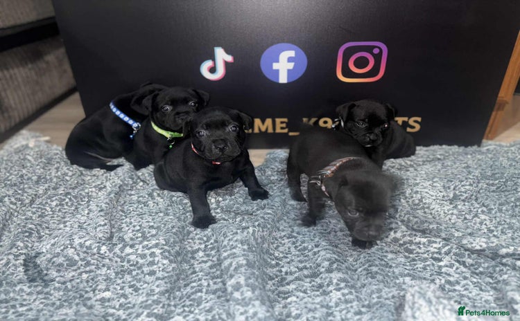 Staffordshire Bull Terrier dogs - Advert 4