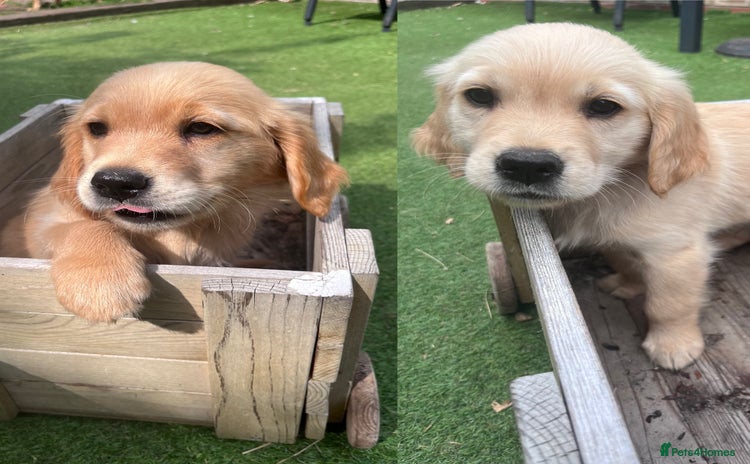 Golden Retriever dogs - Advert 4