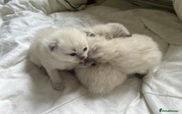 Ragdoll cats for stud: Beautiful Blue point ragdoll for stud  - Image 8