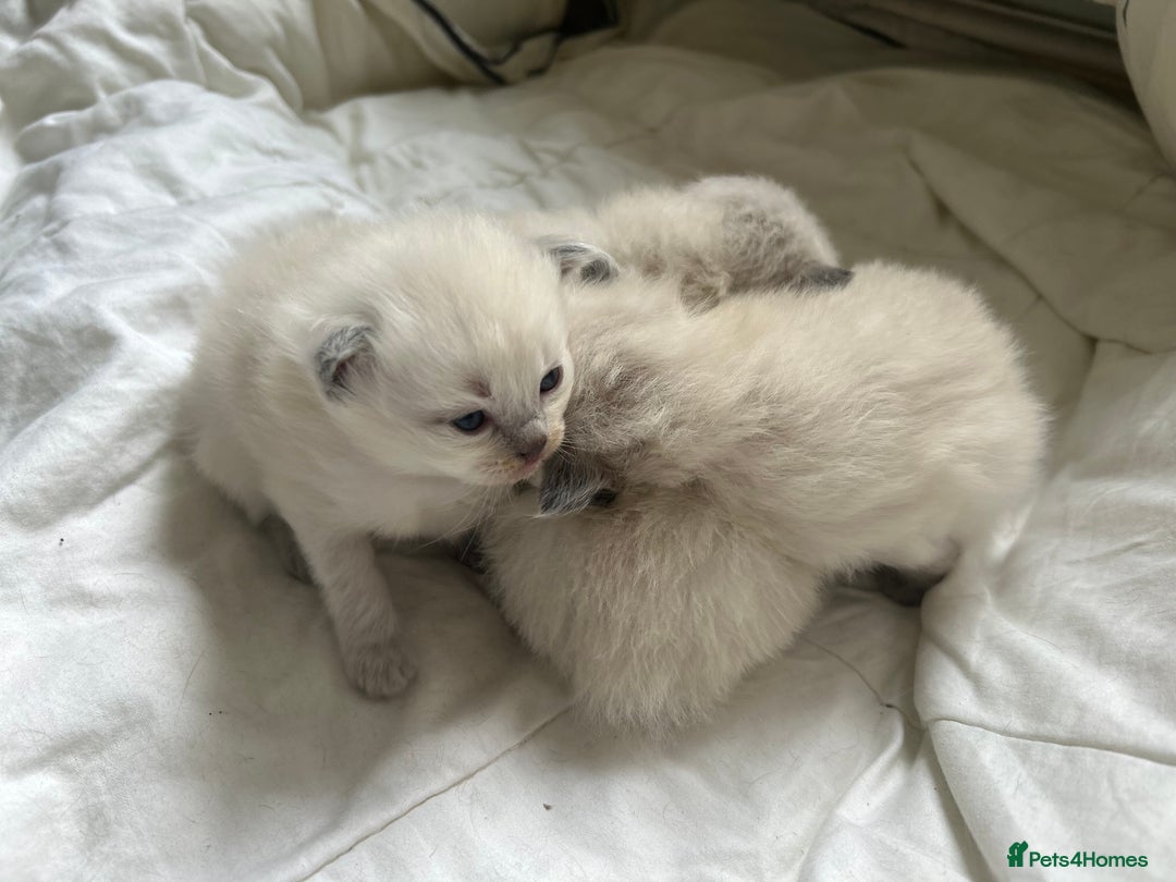 Ragdoll cats for stud: Beautiful Blue point ragdoll for stud  - Image 8
