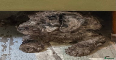 Cavapoo dogs - Advert 5