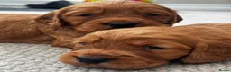 Cocker Spaniel dogs for sale: Outstanding Boys - Advert 11