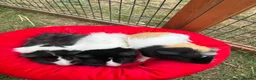 Guinea Pig rodents for sale: 3 Male guinea pigs  in Newark - Advert 2