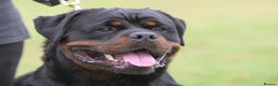 Rottweiler dogs for sale: The Warren litter! - Advert 2