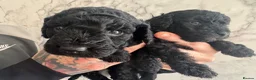 Miniature Poodle dogs for sale: Miniature Poodle Puppies 🐩🐩 - Advert 5