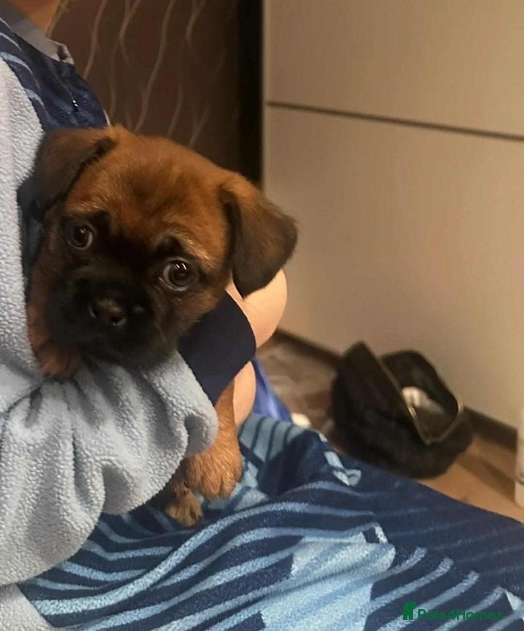 Mixed Breed dogs for sale: Puppies  - Advert 7